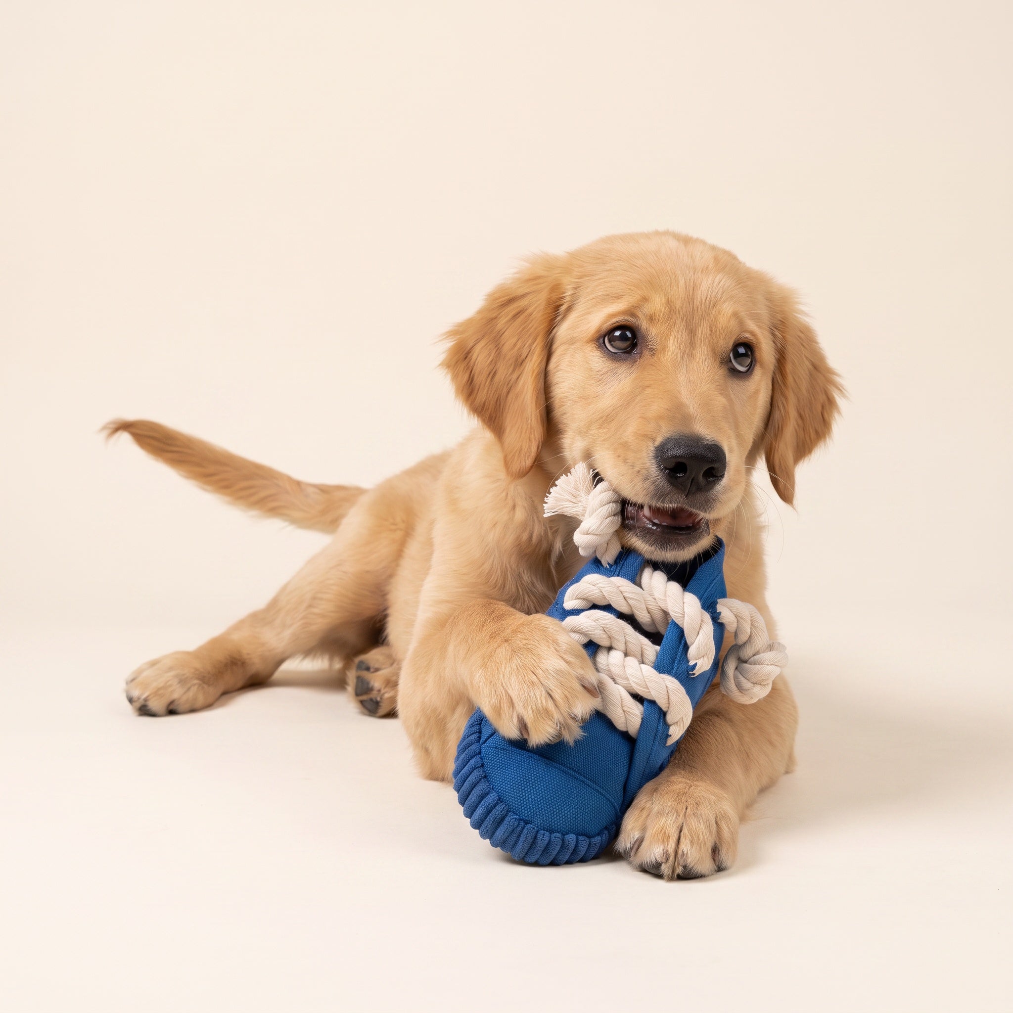 A golden retriever chewing the Wagvive sneaker toy
